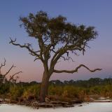 Jekyll Island #184