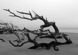 Jekyll Island Driftwood #358
