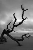 Jekyll Island Driftwood #363