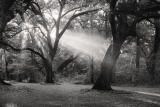 Forest Light #67