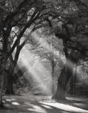 Forest Light  #93