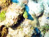 little Green Moray Eel