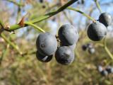 blue berries