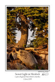 Sunset Light on Hemlock.jpg