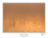 Sunrise on Reeds.jpg