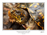 Eastern Box Turtle.jpg