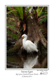 Snowy Egret Cypress.jpg