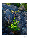 Pleasant Pond Mtn, ME.jpg