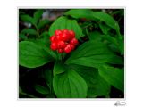 Bunchberry.jpg