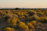 field of gold