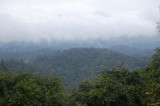 View of the rainforest as we walk
