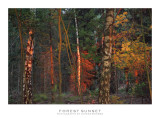 A forest sunset