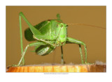 Summer visitor