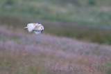 Barn Owl (Tyto alba)