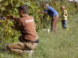 Vendemmia-2010