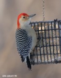 Pic  ventre roux (Red-bellied Woodpecker)