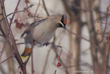 Jaseur boral (Bohemian Waxwing)