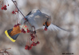 Jaseur boral (Bohemian Waxwing)