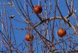 Pommes d'hiver - Winter apples