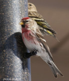 Sizerin flammé (Common Redpoll)