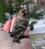 Sizerin flammé (Common Redpoll)