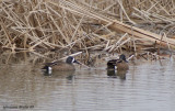 Sarcelle  ailes bleues (Blue-winged Teal)