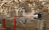 Canard dAmrique (American Wigeon)