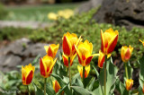 Tulipes
