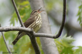 Paruline des ruisseaux (Northern Waterthrush)