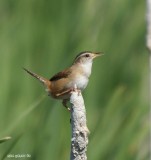 Troglodyte des marais (Marsh Wren)