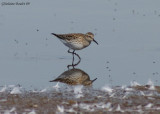 Bcasseau  croupion blanc (White-rumped Sandpiper)