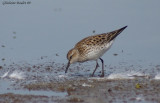 Bcasseau  croupion blanc (White-rumped Sandpiper)