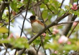 Paruline  poitrine baie (Bay-breasted Warbler)