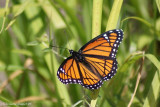 Mimique ou vice-roi - Limenitis archippus