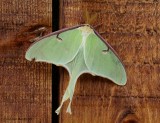 Papillon lune - Actias luna