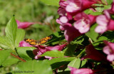 Croissant du nord (Phyciodes cocyta)