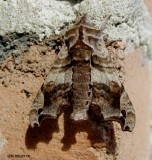 Deidamia inscriptum