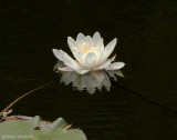 Lis d'eau