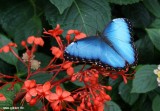 Morpho bleu