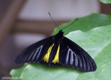 Troides rhadamantus
