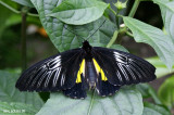 Troides rhadamantus