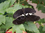 Voilier mormon