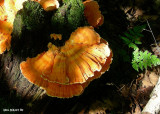 Champignon
