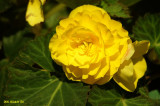Bégonia