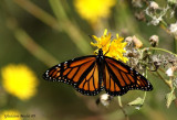 Monarque - Danaus plexippus 