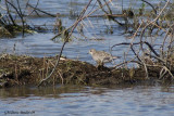 Pluvier bronz (Lesser Golden-Plover)