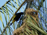 Cassique cul-jaune - Cacicus cela - Yellow-rumped Cacique