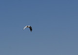 Mouette des Andes - Larus serranus - Andean Gull