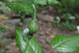 Orthosia hibisci