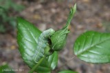 Orthosia hibisci